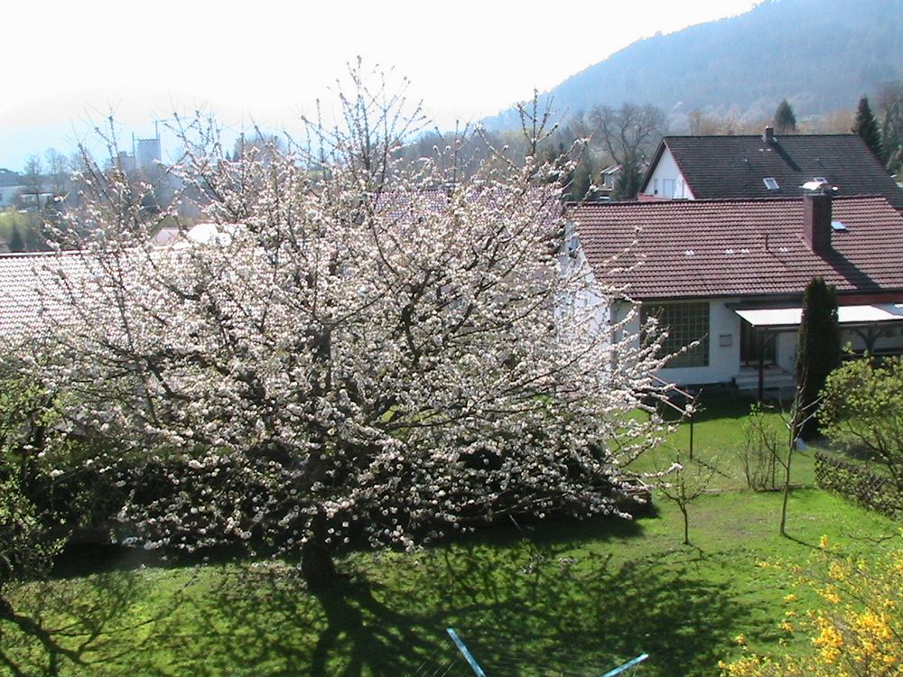 Blick in den Garten